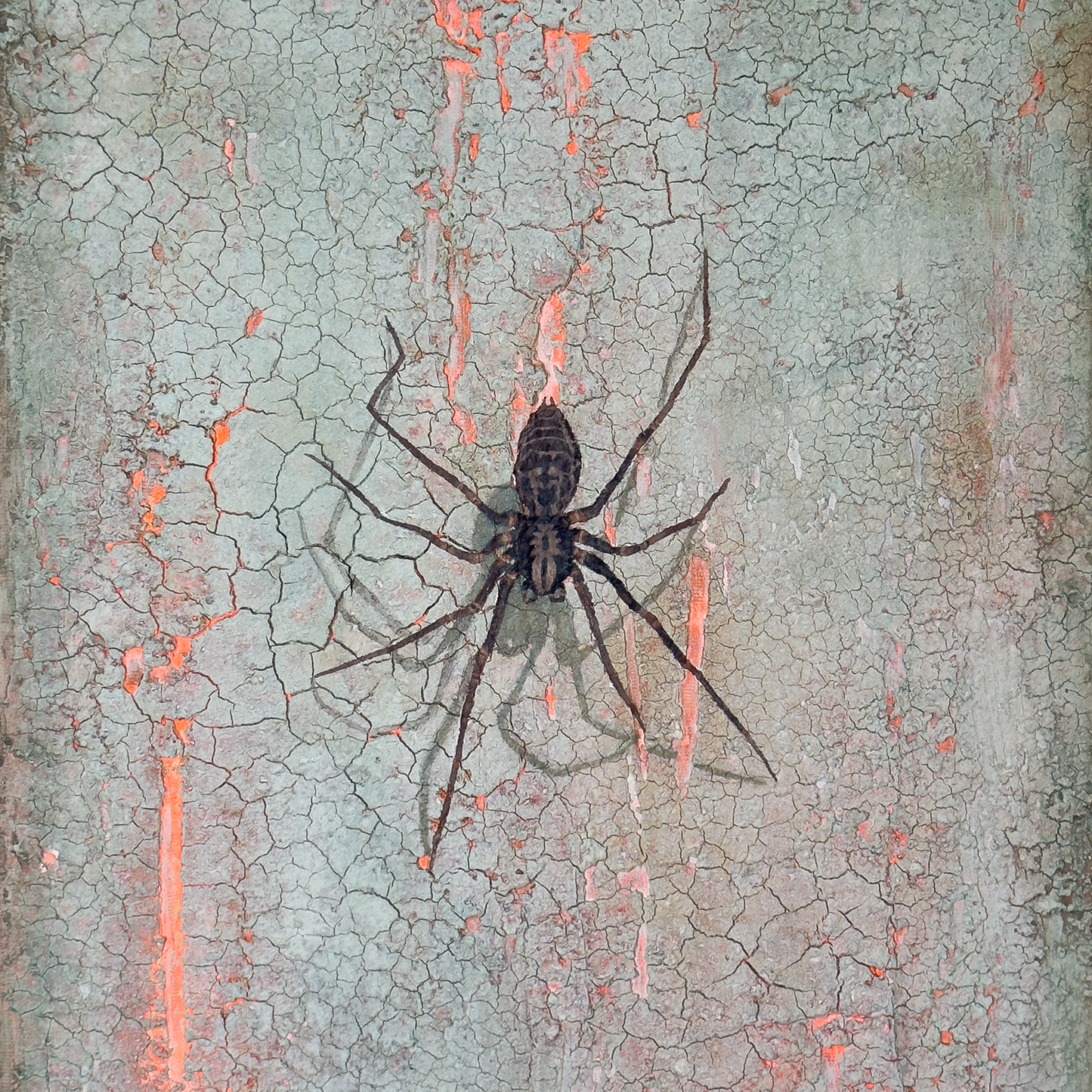 PHOBIA