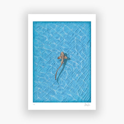 REEF - LIMITED FINE ART PRINT